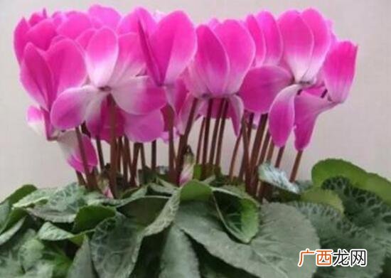 花杆子有点蔫软了还能活吗 仙客来的花杆全都耷拉下来了