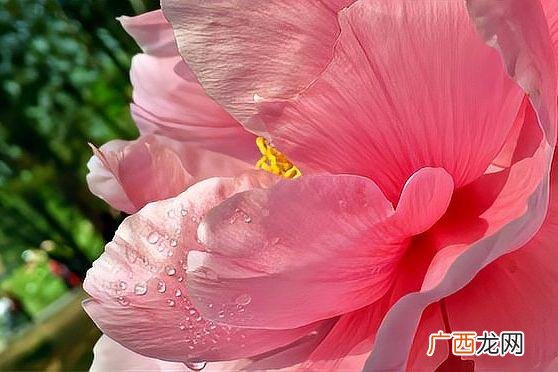 芙蓉花的风水忌讳 芙蓉花的风水禁忌