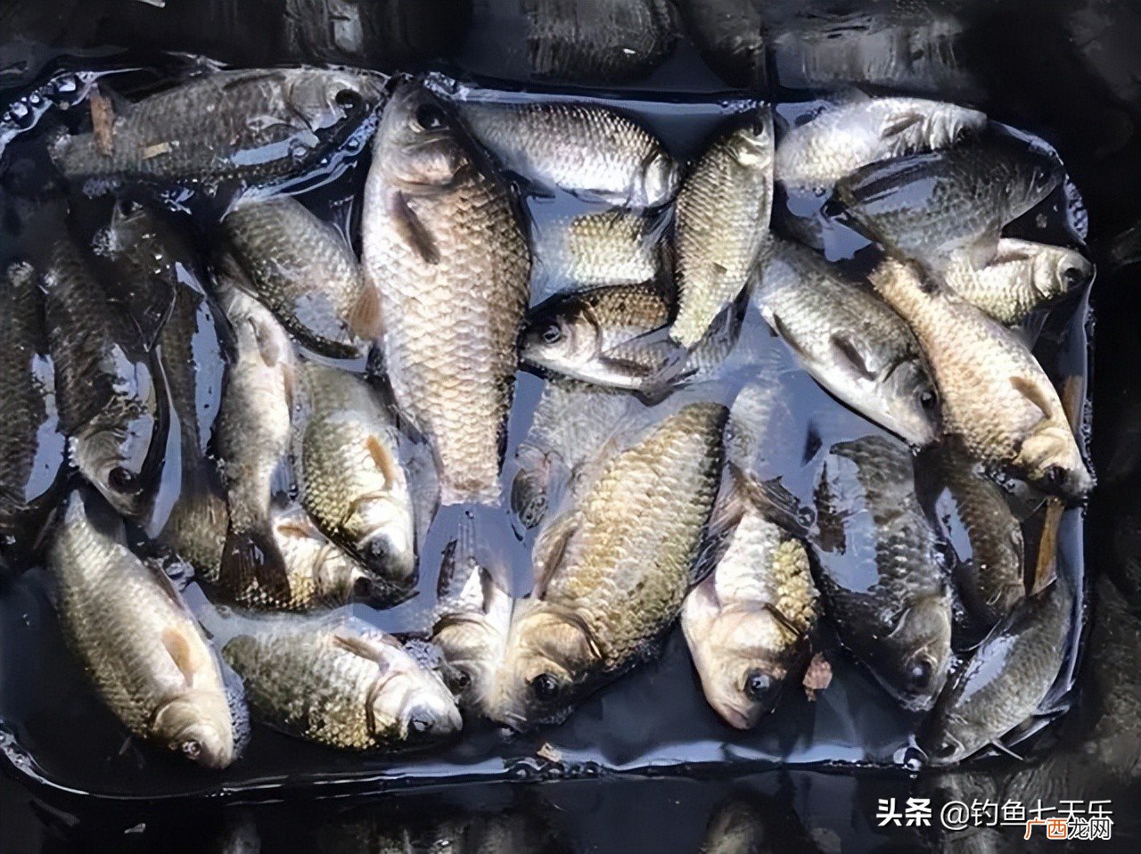 春天不同风向对中鱼率有什么影响 春天西南风好钓鱼吗