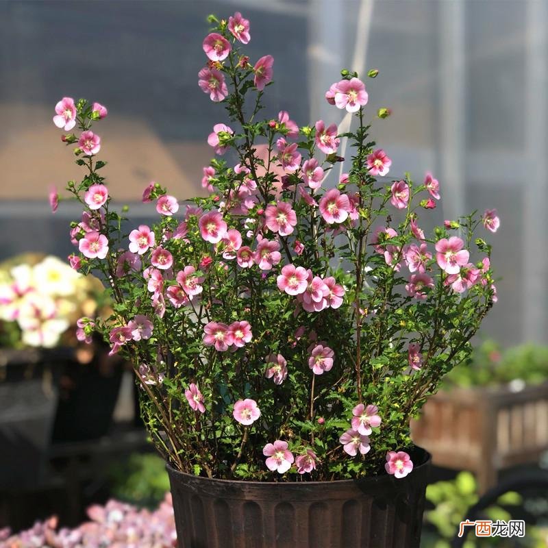 这5种花一年四季开花香味浓 哪种花最香且又美又长寿