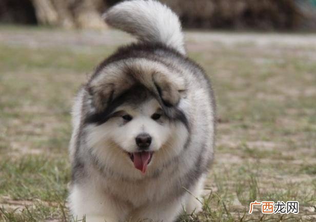 不愿意养阿拉斯加犬的原因 为什么都不建议养阿拉斯加犬