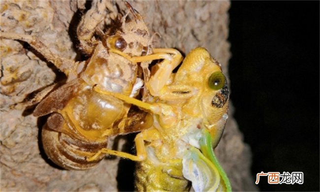 ?食用金蝉怎么清理才干净 蝉怎么清洗