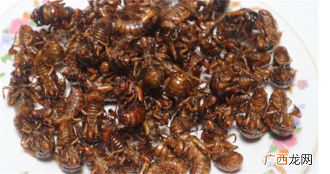 ?食用金蝉怎么清理才干净 蝉怎么清洗