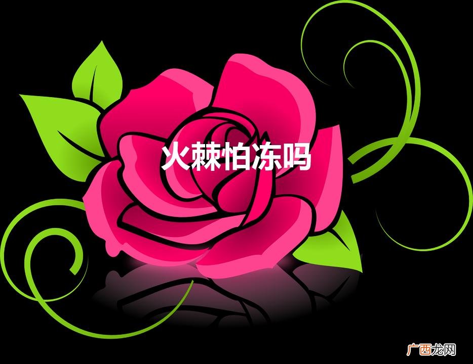 北京这边火棘树种院里能过冬吗 火棘怕冻吗