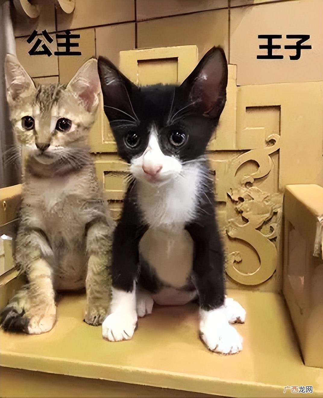 公猫和母猫有什么区别? 公猫和母猫区分图 对比