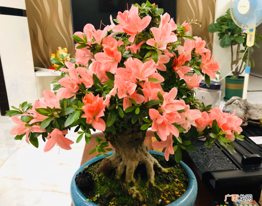 养杜鹃花必备3种肥料 杜鹃花施什么肥最好好