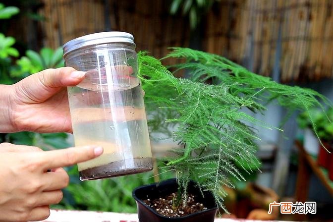 分享烟灰水在植物生长中的应用方法 烟灰水可以浇哪几种花