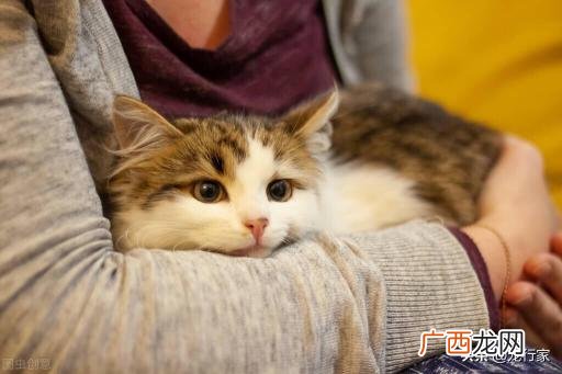一个小妙招帮你提高猫每天的饮水量 猫咪不爱喝水怎么办