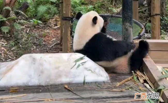 这熊猫就是传说中的冰墩墩吧