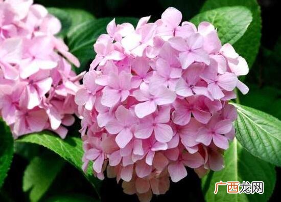 关于绣球花花语传说故事介绍 绣球的寓意和象征风水
