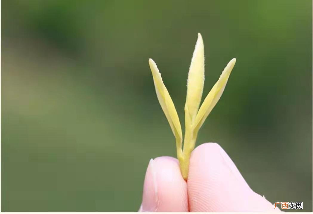 黄金芽这个绿茶茶叶口感如何 黄金芽是什么茶叶种类