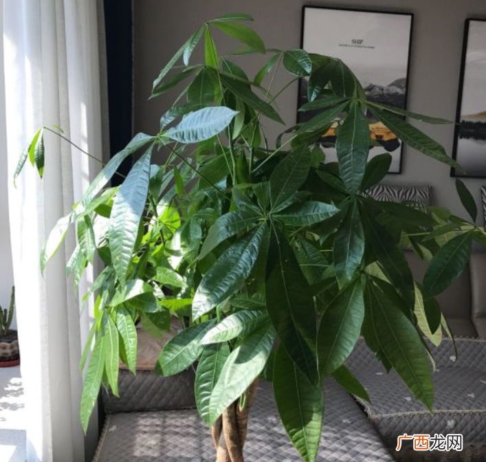 家里养4种花卉四季常青寓意好 四季常青的植物有哪几种