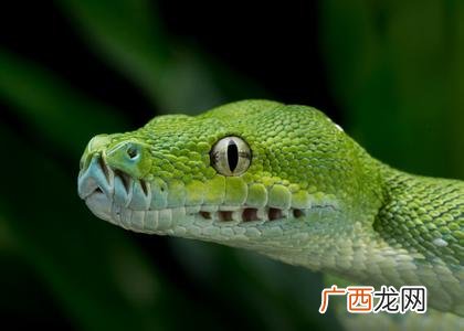 孕妇梦见蛇吃鱼预兆 梦见蛇吃东西是什么意思