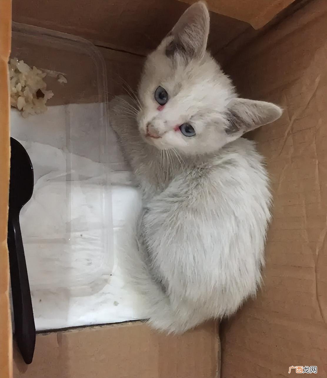 捡猫回家有忌讳吗 捡猫回家好不好
