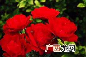 丰花月季花的优缺点及特点介绍