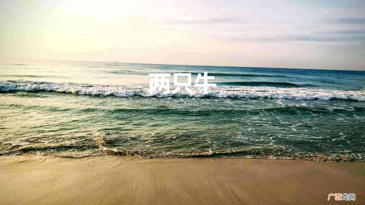 歌曲《公牛和母牛》 两只牛
