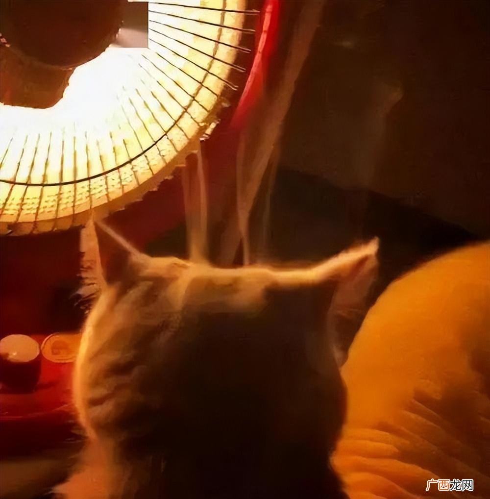 冬季猫咪取暖好物你pick哪个 冬天怎么给猫咪取暖