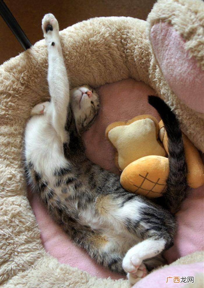 猫咪常见的几种睡姿 猫咪的各种睡姿代表什么