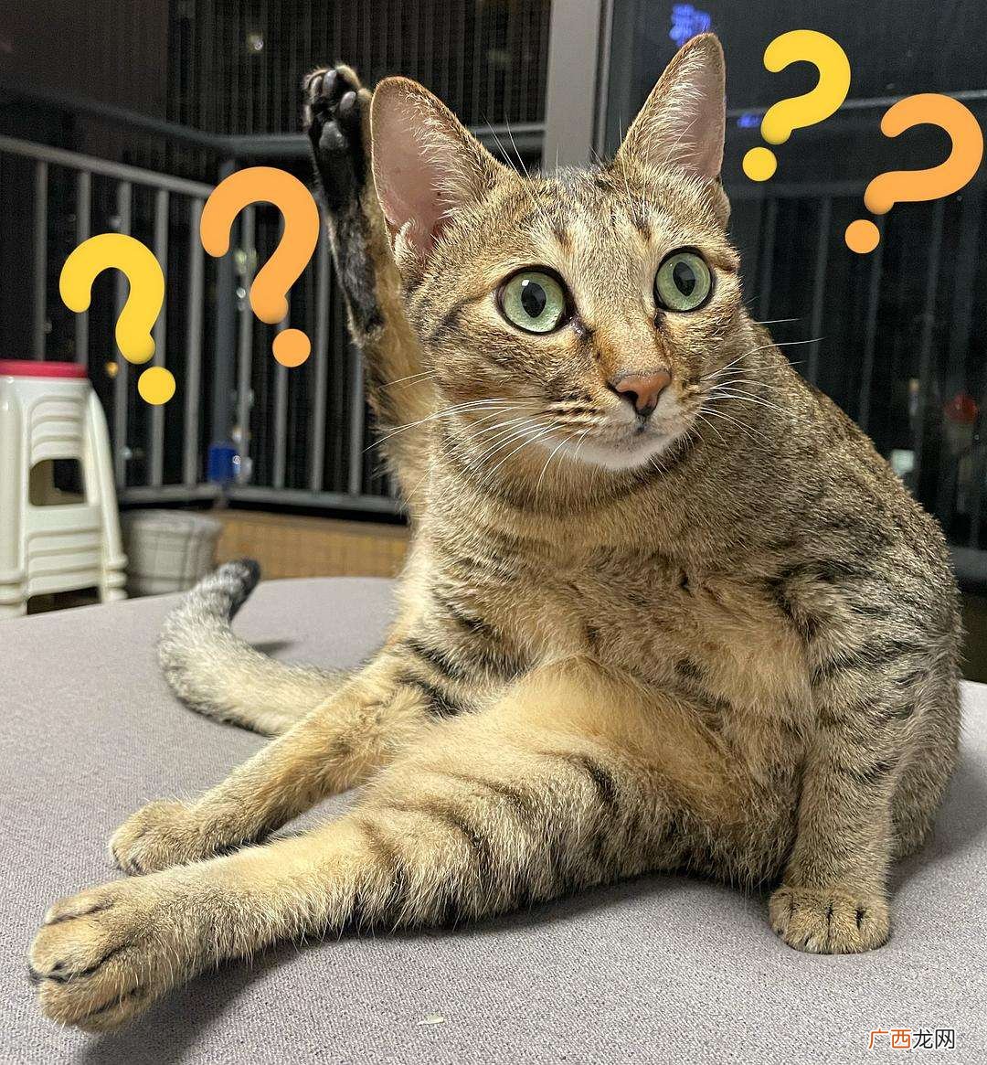 不建议养的6大真实原因 狸花猫千万不能养为什么