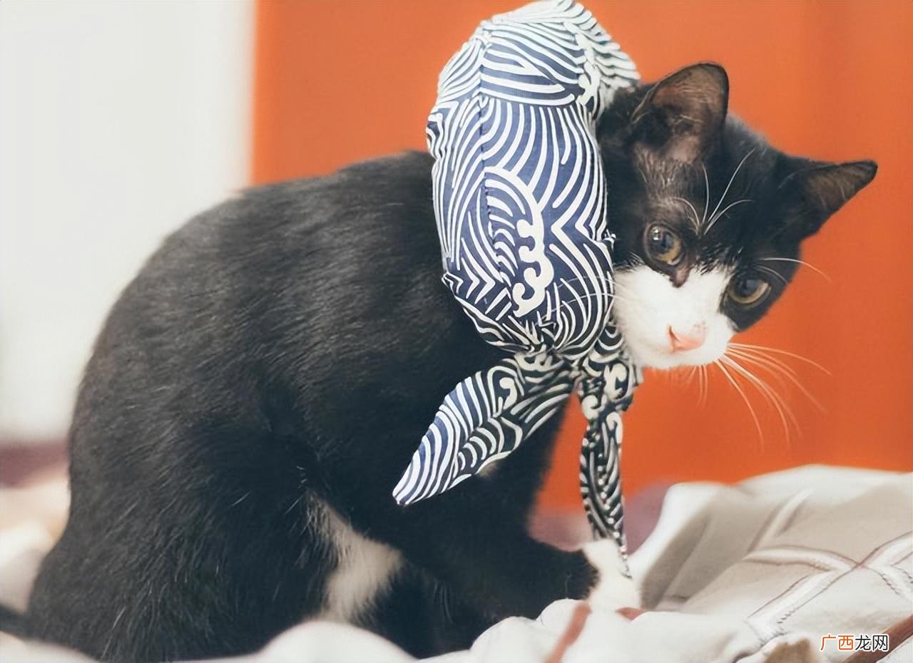 新手女生适合养性别的猫 女性养公猫还是母猫好