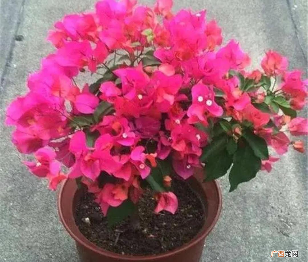 春季种植这5种花长得旺好养护 春天种什么花好养活又好看