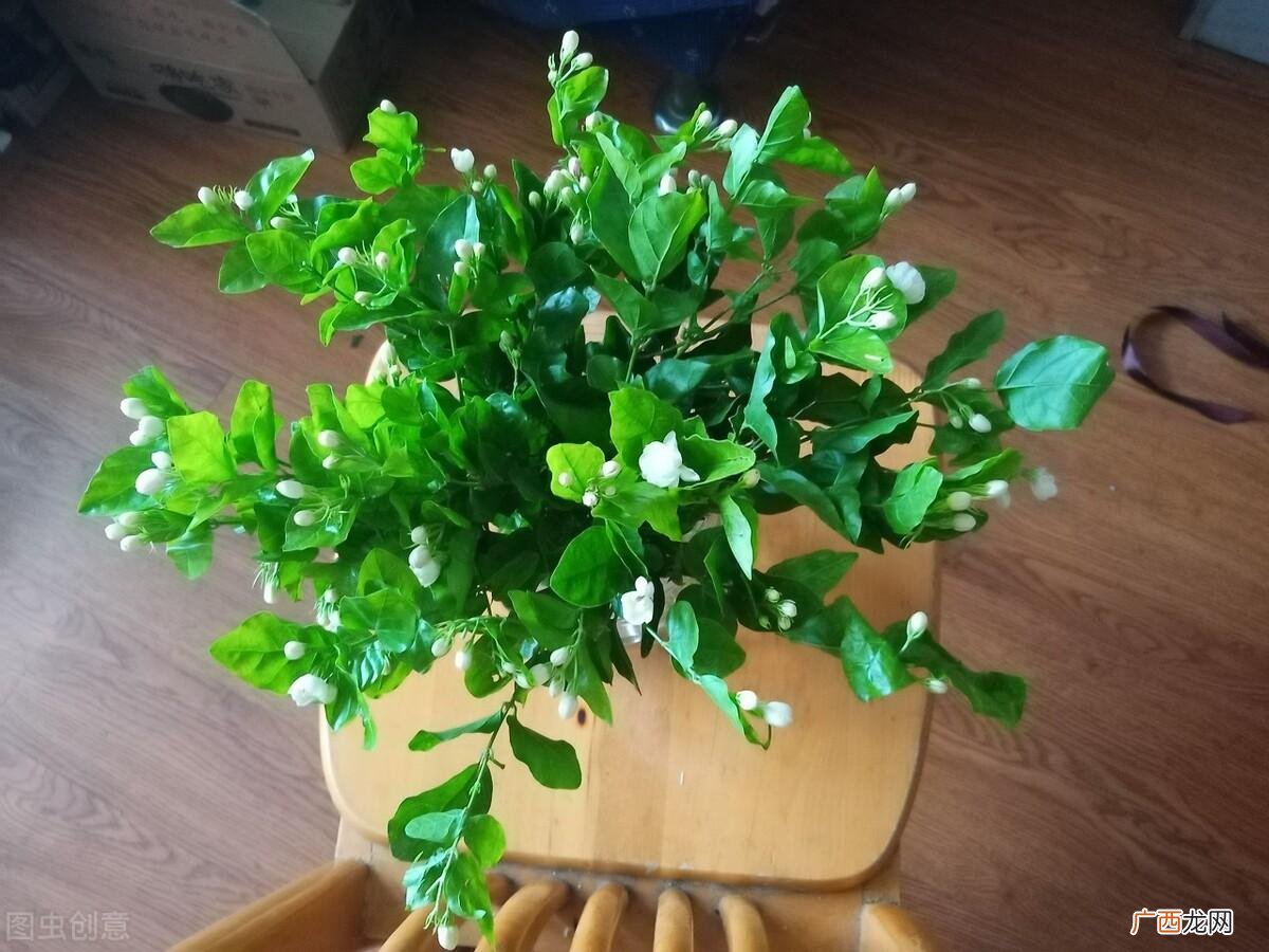 卧室摆放10种花草有助睡眠 最适合放卧室的十种花图片