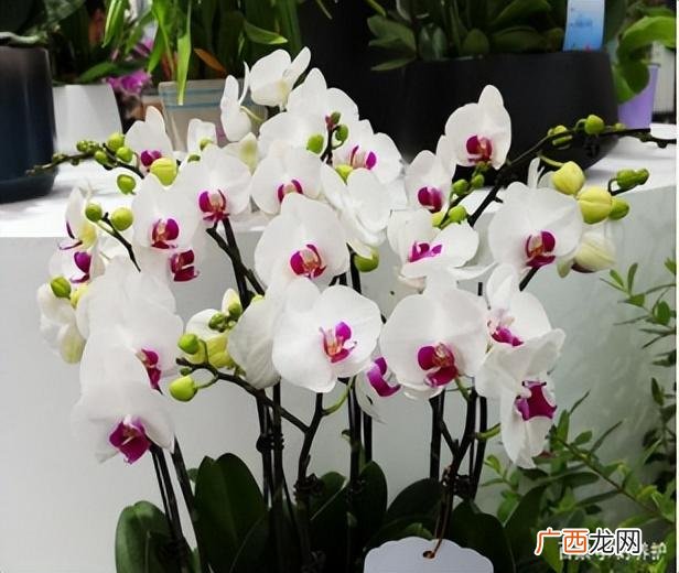 好看漂亮蝴蝶兰品种盘点 最漂亮的10种蝴蝶兰图片