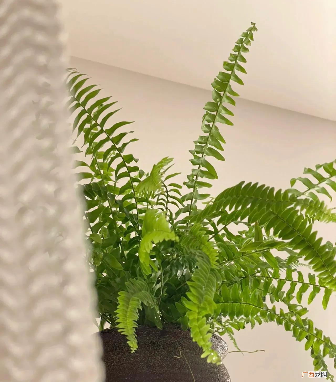 这5种花卉植物是吸甲醛高手 什么花去除甲醛效果最好