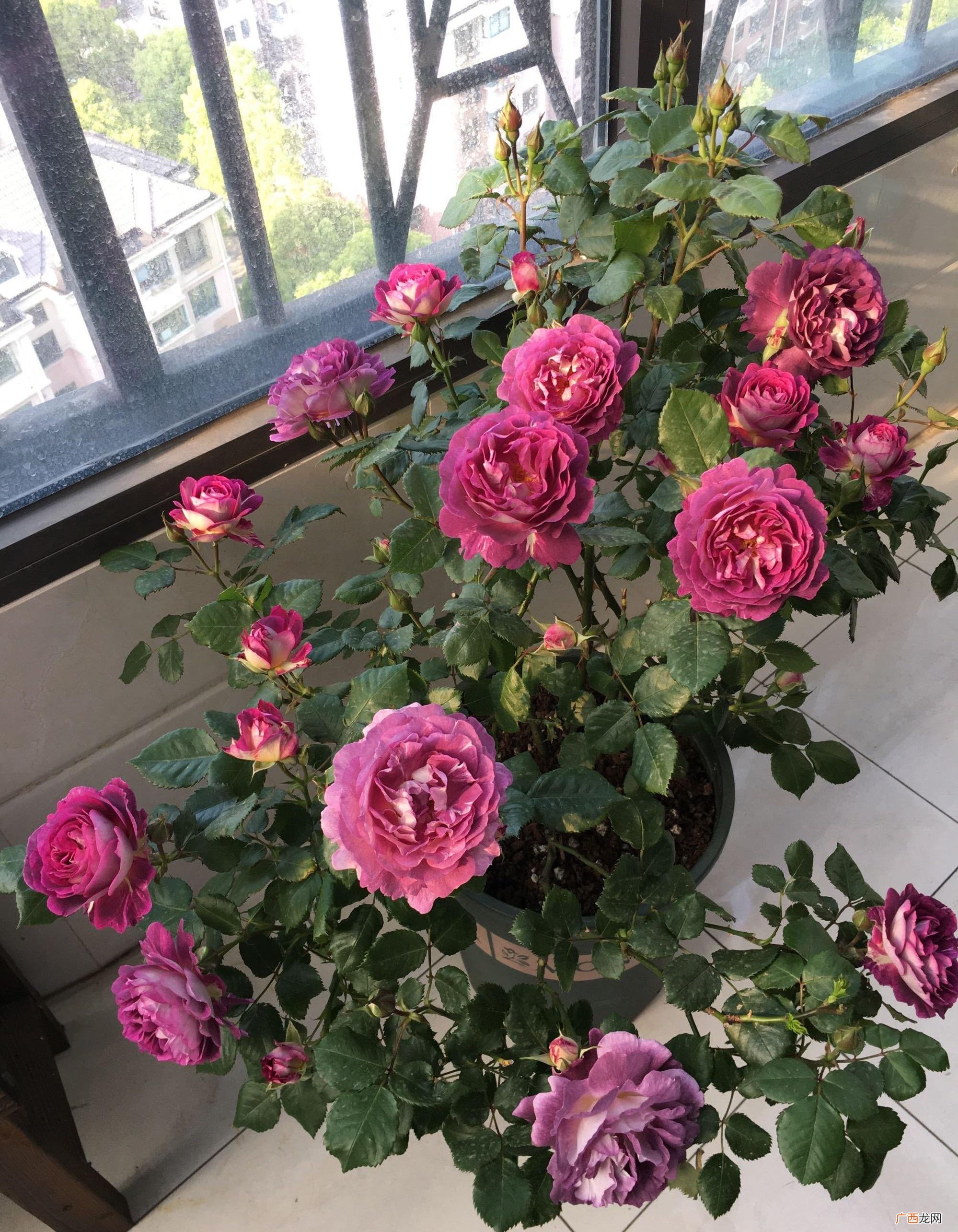 灌木状月季花合唱团优缺点 合唱团月季有哪些特点和优势