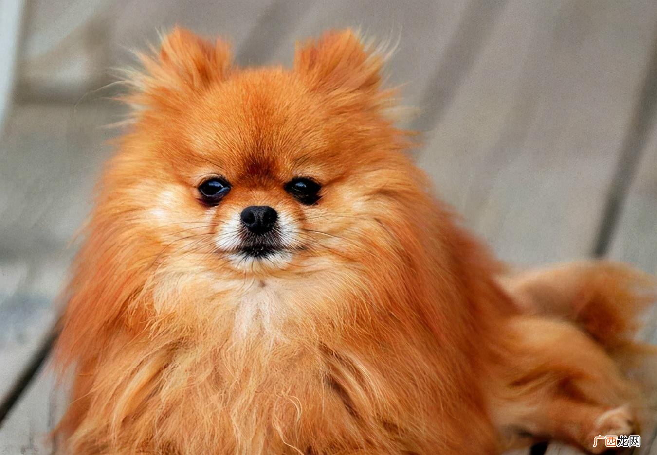 图解博美犬的训练基本动作与技巧 博美犬的训练方法有哪些
