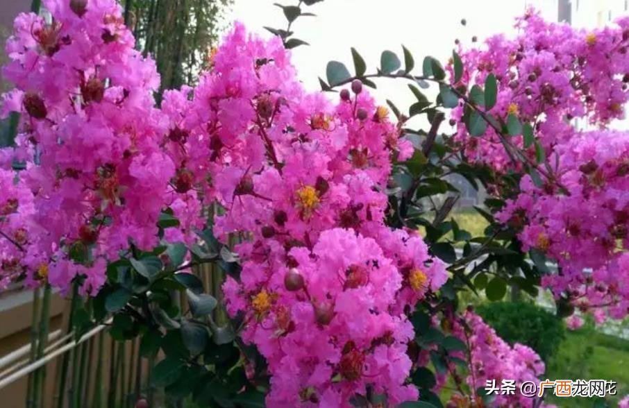 5种好看又好养的木本花卉 木本花卉植物大全名称及图片