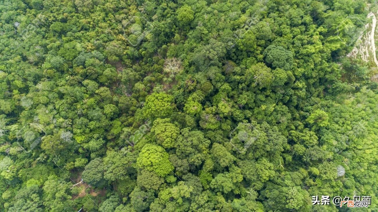 西双版纳热带雨林的生物资源 中国有热带雨林吗