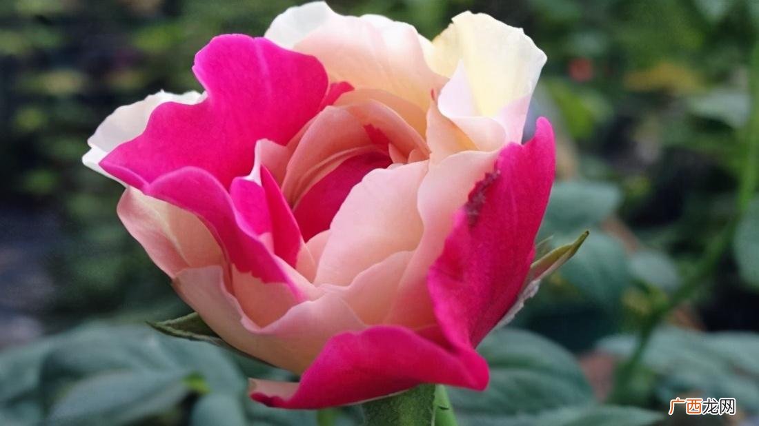 花期长开花勤又好养的月季品种 风月月季的优缺点介绍