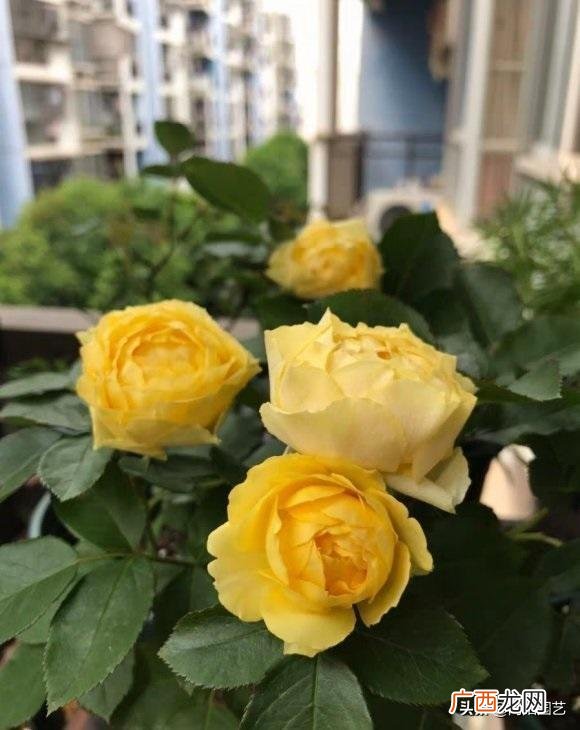 月季出现蚜虫从根源解决虫害问题 月季蚜虫喷什么药防治