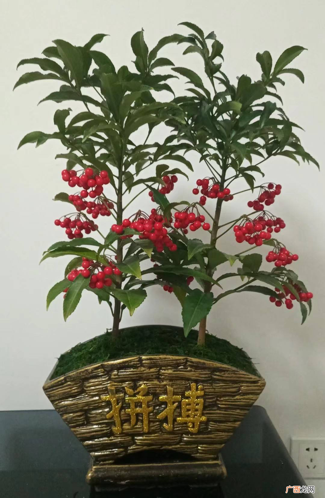 过年流行的3种红果观赏植物 红果子的植物花卉图片