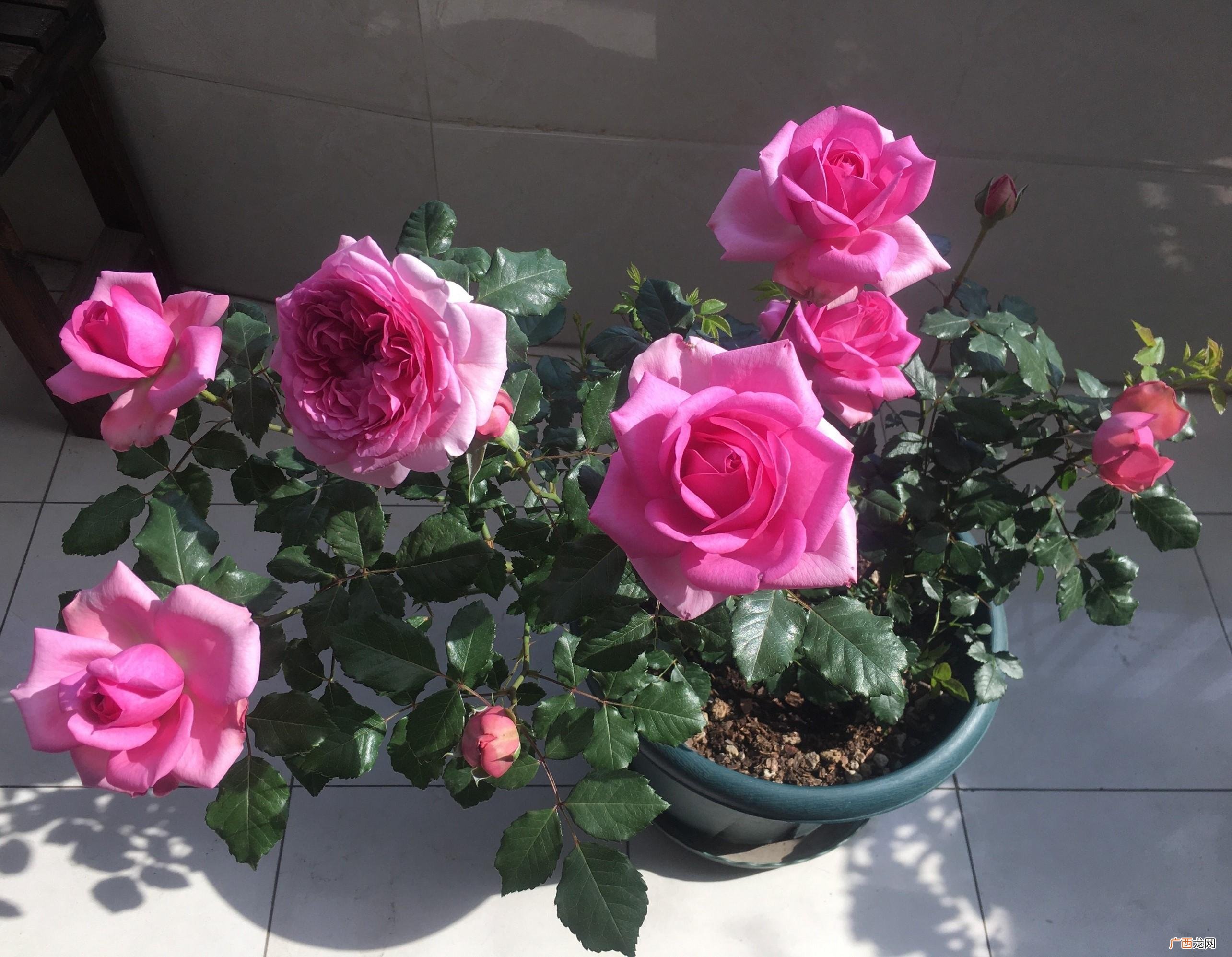 灌木状月季庞巴四季勤开花 庞巴度月季优缺点花期介绍