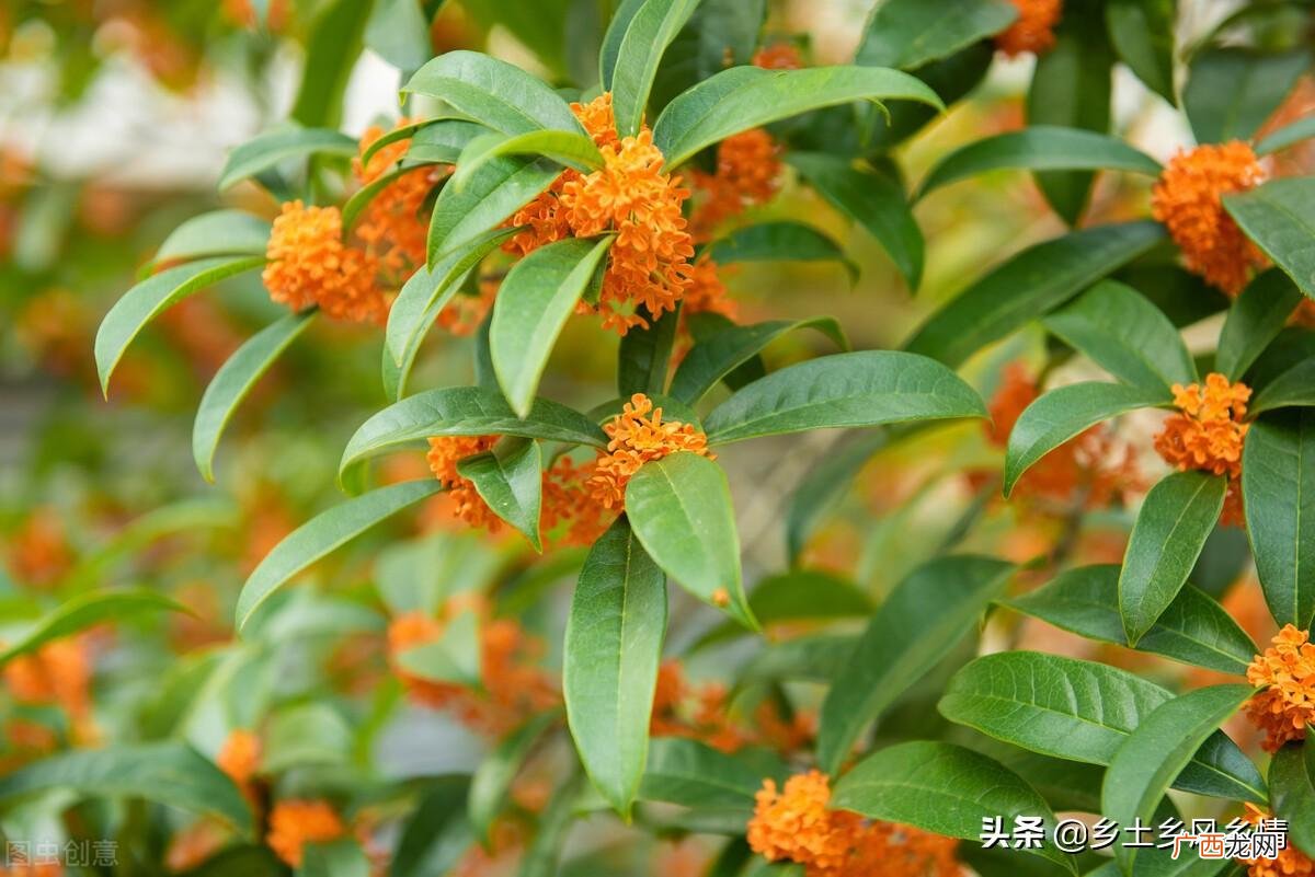 金桂对比银桂的区别有哪些 金桂和银桂哪种好