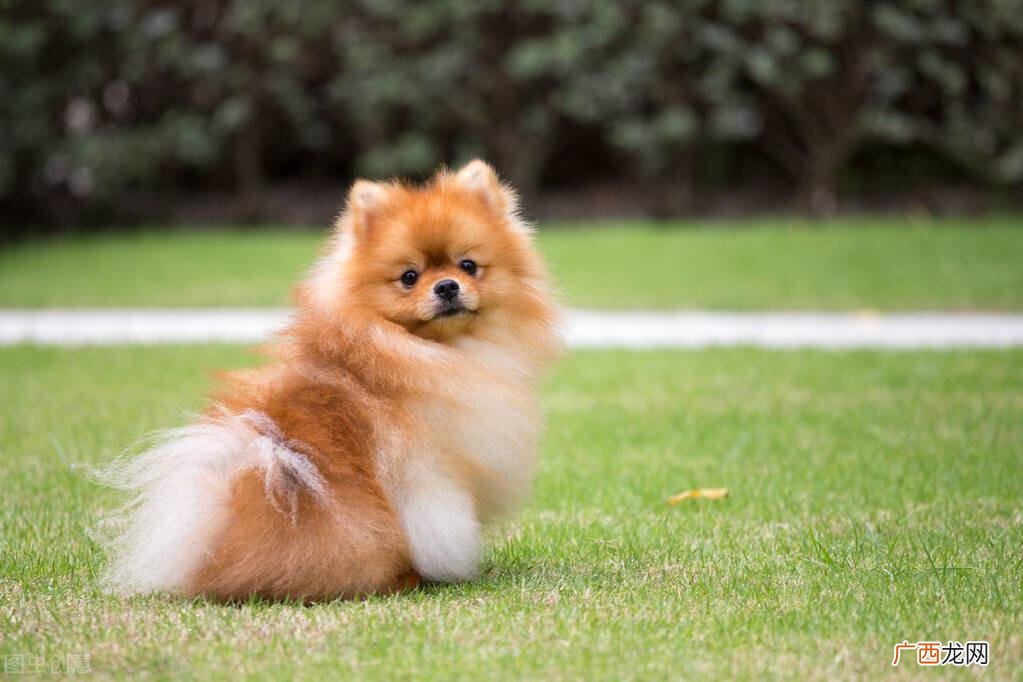 博美犬适合在家里养吗 博美犬的优缺点有哪些