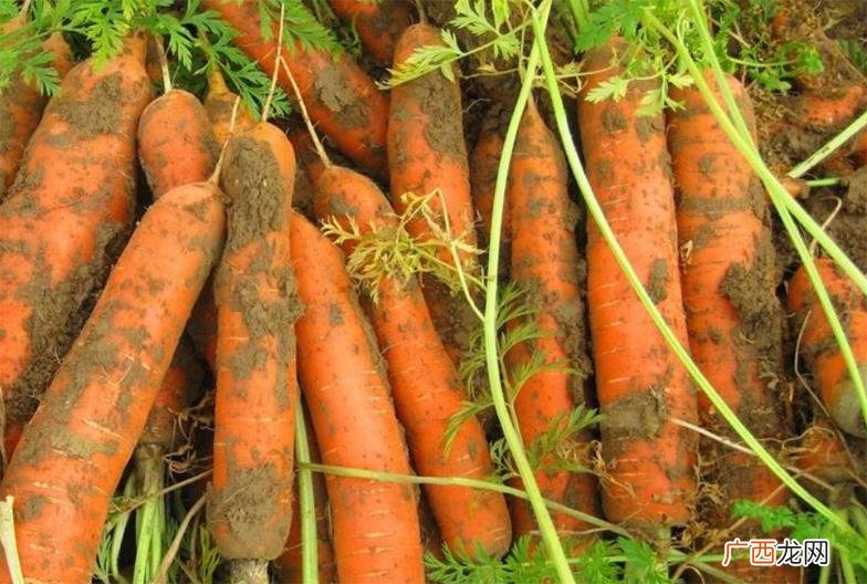 三伏天8种蔬菜可以种植 夏季可以种的蔬菜有哪些品种