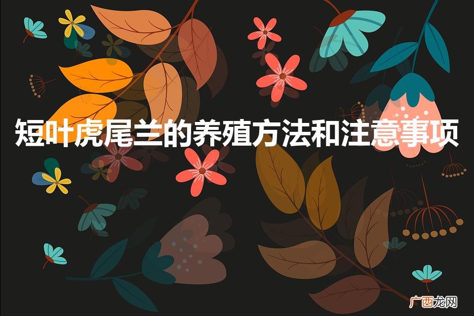 短叶虎尾兰的养殖方法和注意事项（虎尾兰的风水禁忌)
