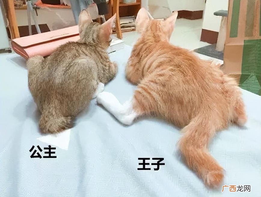 新手在家建议养公猫还是母猫 母猫好养还是公猫好养