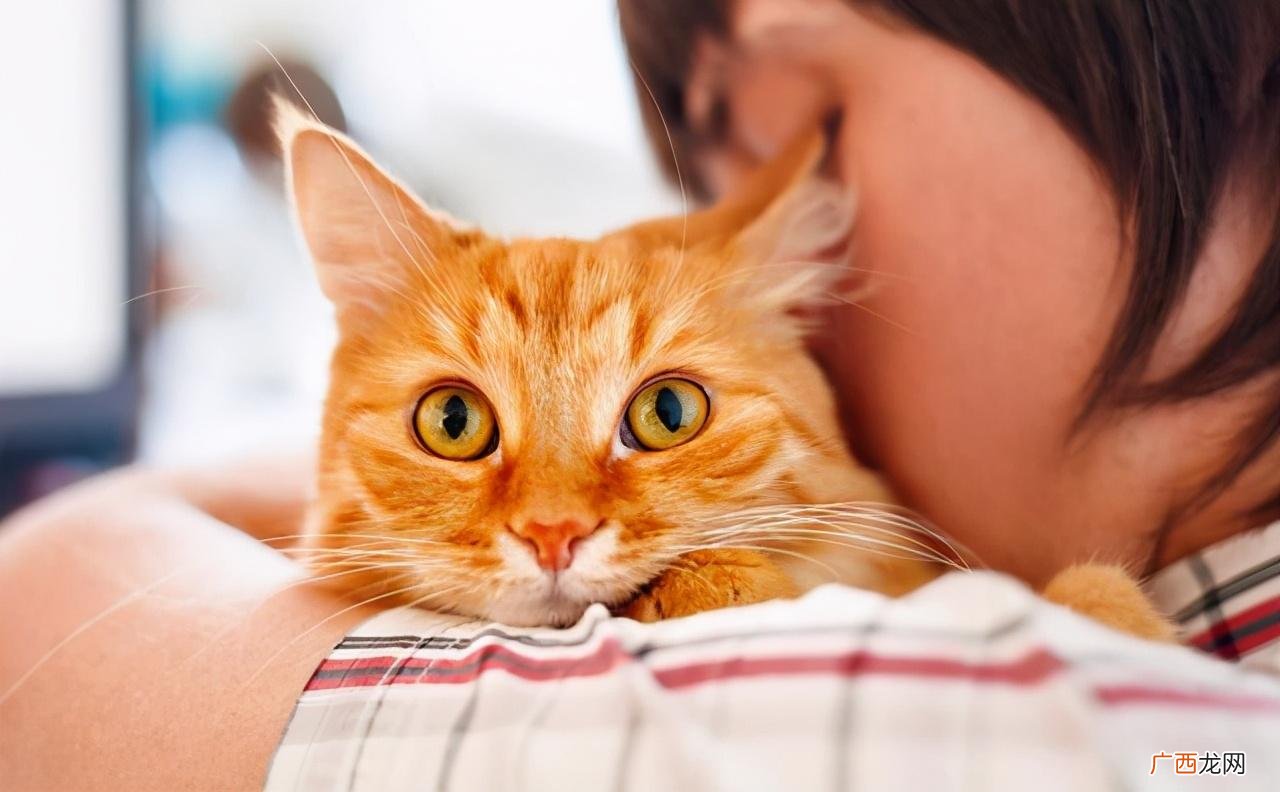 5种常见的抱猫姿势有些都是错的 抱猫的正确姿势图解