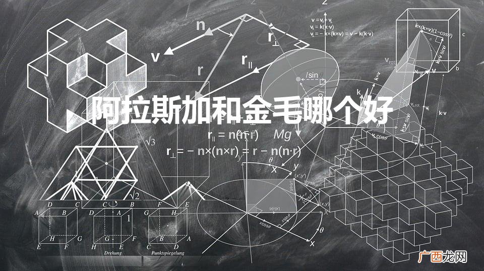阿拉斯加和金毛哪个好（阿拉斯加和金毛哪个好养)