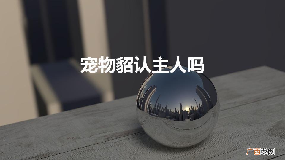 宠物貂认主人吗（宠物貂会认主人吗)