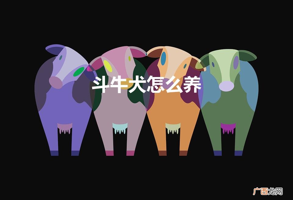 斗牛犬怎么养（斗牛犬好养吗?优缺点有哪些)