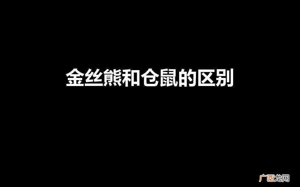 金丝熊和仓鼠的区别（新手为什么不建议养金丝熊)