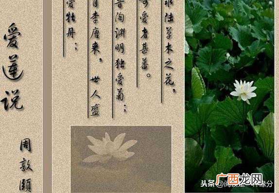 周敦颐爱莲说表达什么感情 莲之爱同予者何人翻译