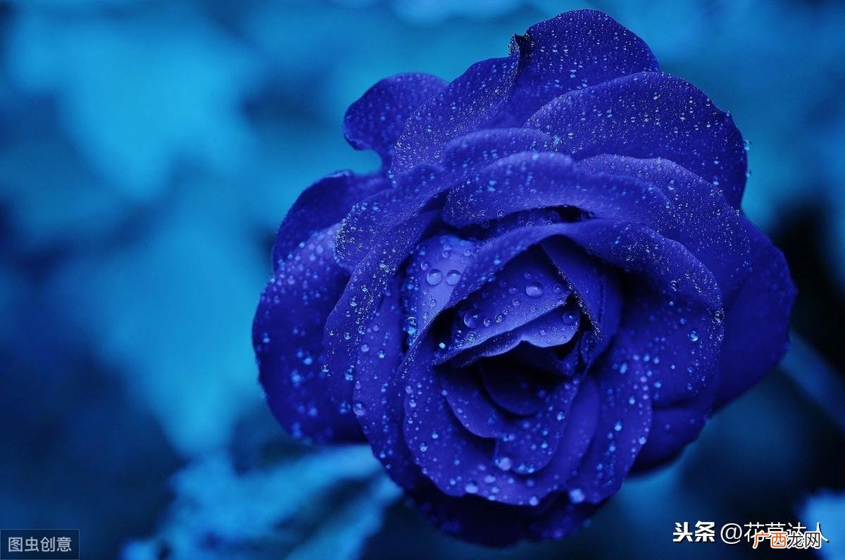 蓝色妖姬象征的花语和寓意 送蓝色妖姬代表什么意思