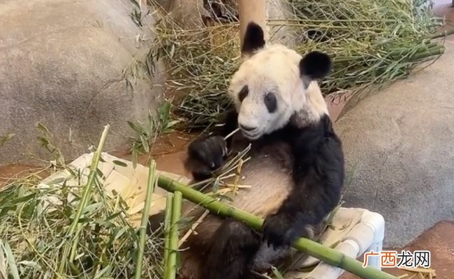 大熊猫丫丫回国后怎么样了