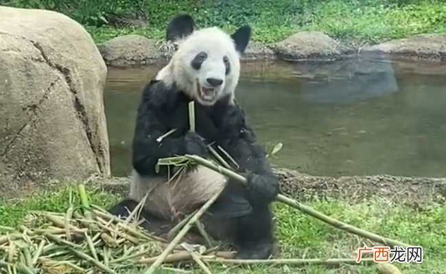 丫丫吃的笋笋套着竹篓 对人们有哪些启示